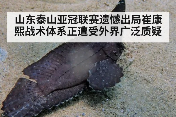 山东泰山亚冠联赛遗憾出局崔康熙战术体系正遭受外界广泛质疑